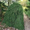 Trauer Hängefichte 25-30cm - Picea Abies Inversa -Gartengrünpflanzen Geschäft Picea abies Inversa 1 1 1