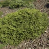 Blaue Pummelfichte 30-40cm - Picea Abies -Gartengrünpflanzen Geschäft Picea abies PumilaGlauca