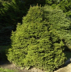 Gnomfichte 50-60cm - Picea Abies