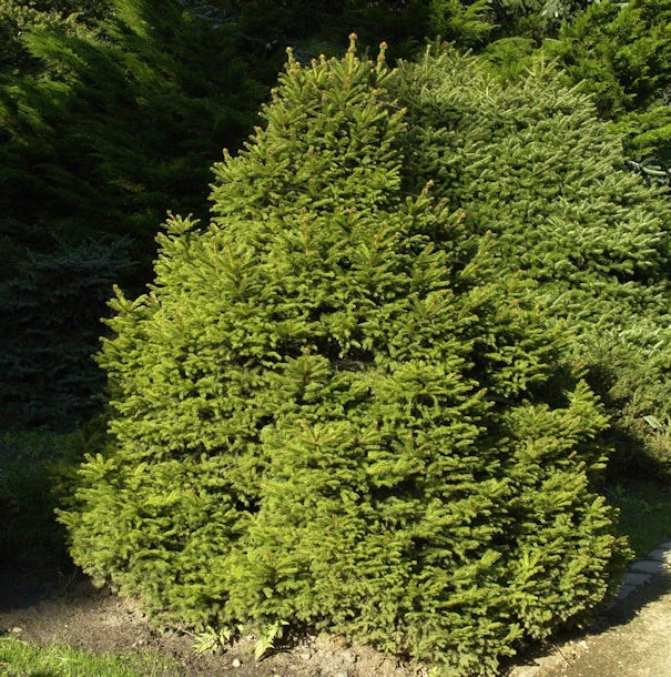 Gnomfichte 50-60cm - Picea Abies 3 Gnomfichte 50-60cm - Picea Abies