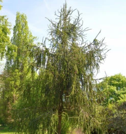 Schlangenfichte 60-70cm - Picea Abies