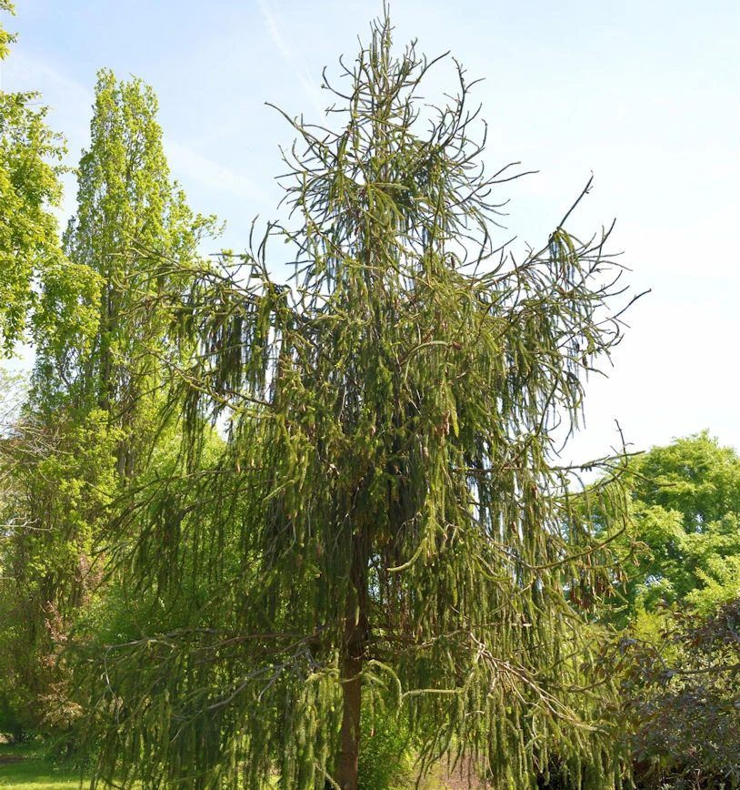 Schlangenfichte 60-70cm - Picea Abies 3 Schlangenfichte 60-70cm - Picea Abies