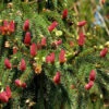 Zapfenfichte Acrocona 30-40cm - Picea Abies -Gartengrünpflanzen Geschäft Picea abiesAcrocona 1