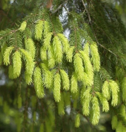 Gelbe Fichte 80-100cm - Picea Abies Aurea