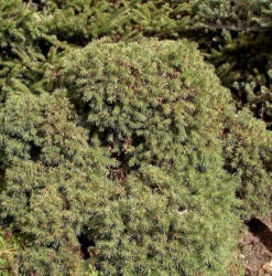 Igel Fichte 40-50cm - Picea Abies