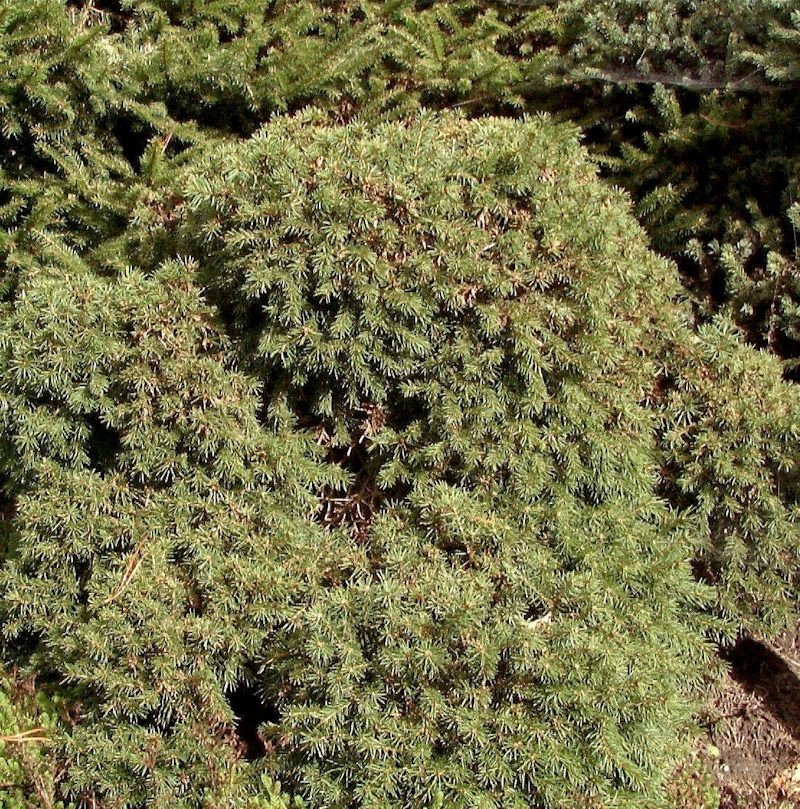 Igel Fichte 40-50cm - Picea Abies 3 Igel Fichte 40-50cm - Picea Abies