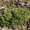 Nestfichte Kissenfichte Little Gem 40-50cm - Picea Abies 2 Nestfichte Kissenfichte Little Gem 40-50cm - Picea Abies -Gartengrünpflanzen Geschäft Picea abiesLittleGem