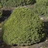 Kugelfichte Alberta Globe 25-30cm - Picea Glauca -Gartengrünpflanzen Geschäft Picea glauca AlbertaGlobe 1