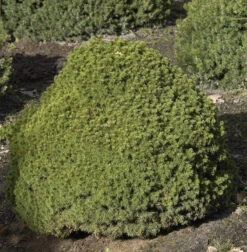 Kugelfichte Alberta Globe 25-30cm - Picea Glauca
