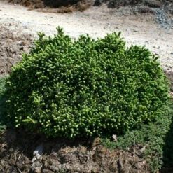 Blaue Igelfichte 15-20cm - Picea Glauca