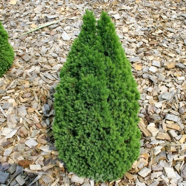 Zwerg Zuckerhutfichte Laurin 60-70cm - Picea Glauca 3 Zwerg Zuckerhutfichte Laurin 60-70cm - Picea Glauca