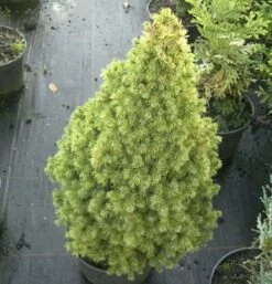 Zuckerhutfichte Rainbows End 40-50cm - Picea Glauca