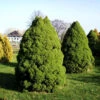 Zuckerhut Fichte 80-90cm - Picea Glauca -Gartengrünpflanzen Geschäft Picea glaucaConica 1
