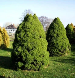 Zuckerhut Fichte 80-90cm - Picea Glauca