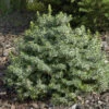 Zwergfichte 40-50cm - Picea Omorika Nana 1 Zwergfichte 40-50cm - Picea Omorika Nana -Gartengrünpflanzen Geschäft Picea omorika Nana 1 1 1 1