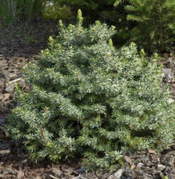 Zwergfichte 40-50cm - Picea Omorika Nana