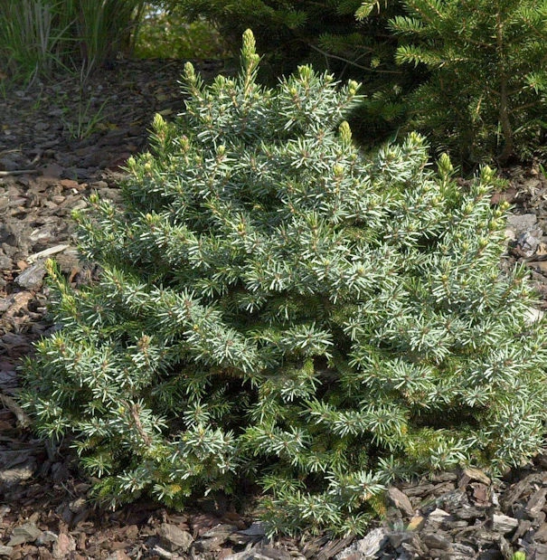 Zwergfichte 40-50cm - Picea Omorika Nana 3 Zwergfichte 40-50cm - Picea Omorika Nana