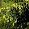 Goldspitzen-Fichte Aureaospicata 80-100cm - Picea Orientalis -Gartengrünpflanzen Geschäft Picea orientalis Aureaospicata 1
