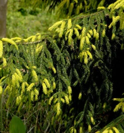 Goldspitzen-Fichte Aureaospicata 80-100cm - Picea Orientalis