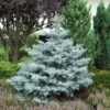 Ediths Blaufichte 50-60cm - Picea Pungens -Gartengrünpflanzen Geschäft Picea pungens Edith BLWS298497