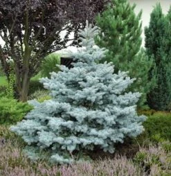 Ediths Blaufichte 50-60cm - Picea Pungens