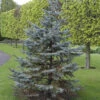 Silberfichte Blaufichte Hoopsii 60-70cm - Picea Pungens 2 Silberfichte Blaufichte Hoopsii 60-70cm - Picea Pungens -Gartengrünpflanzen Geschäft Picea pungens Hoopsii 1 1 1 1 1 1 1