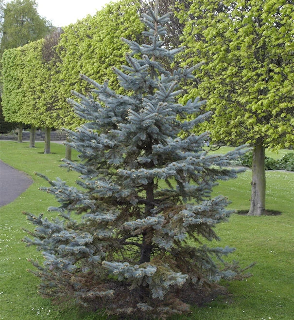 Silberfichte Blaufichte Hoopsii 60-70cm - Picea Pungens 3 Silberfichte Blaufichte Hoopsii 60-70cm - Picea Pungens