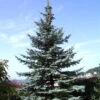 Blaufichte Koster 25-30cm - Picea Pungens -Gartengrünpflanzen Geschäft Picea pungens Koster 1 1 1