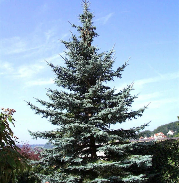 Blaufichte Koster 80-100cm - Picea Pungens 3 Blaufichte Koster 80-100cm - Picea Pungens