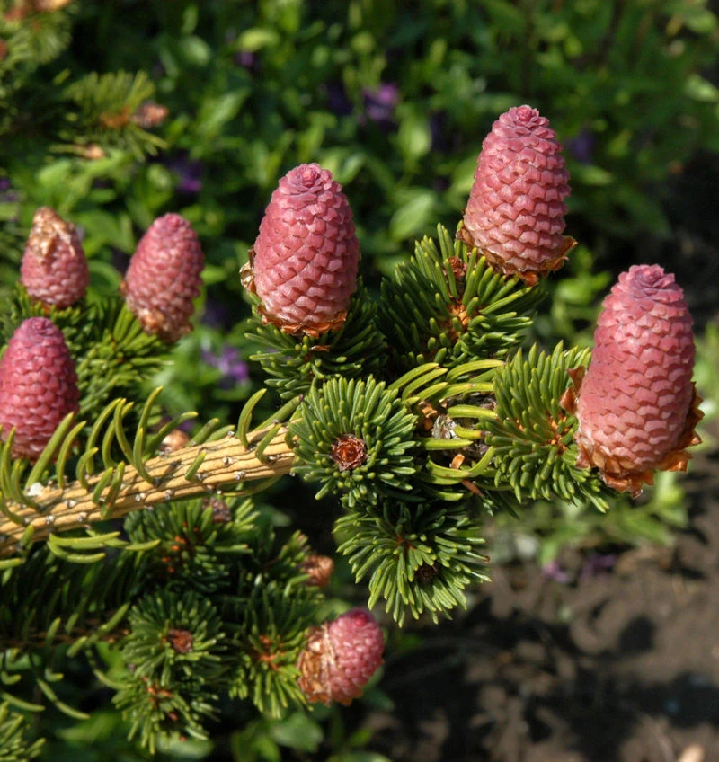 Zapfenfichte Lucky Strike 25-30cm - Picea Pungens 3 Zapfenfichte Lucky Strike 25-30cm - Picea Pungens