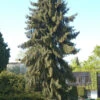 Mähnenfichte 50-60cm - Picea Breweriana -Gartengrünpflanzen Geschäft Piceabreweriana