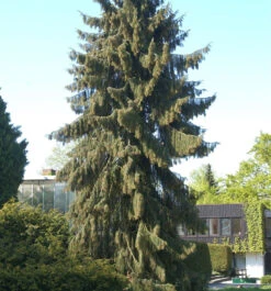 Mähnenfichte 50-60cm - Picea Breweriana