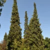 Serbische Fichte 100-125cm - Picea Omorika