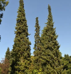 Serbische Fichte 60-80cm - Picea Omorika