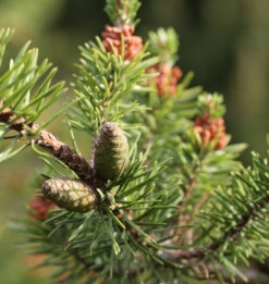 Banks Kiefer Arktis 80-100cm - Pinus Banksiana