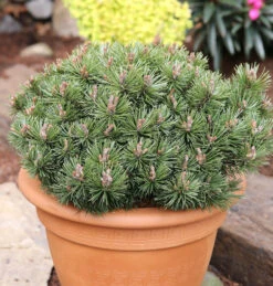 Zwerg Kiefer Pumuckel 30-40cm - Pinus Mugo