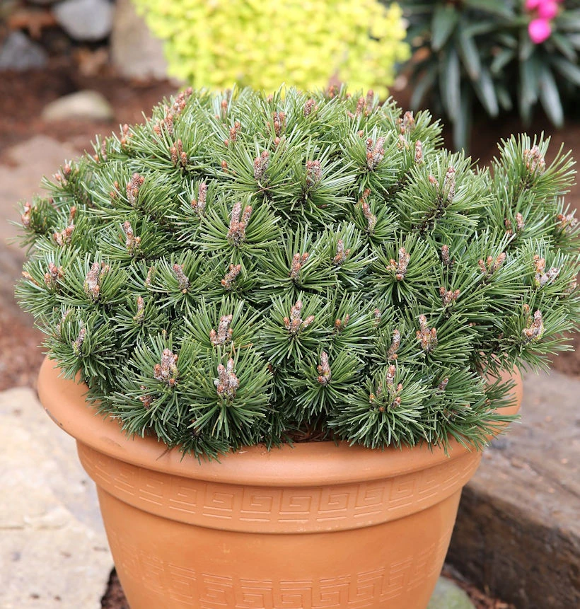 Zwerg Kiefer Pumuckel 30-40cm - Pinus Mugo 3 Zwerg Kiefer Pumuckel 30-40cm - Pinus Mugo