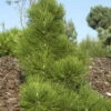 Japanische Schwarz-Kiefer Thunderhead 25-30cm - Pinus Thunbergii 1 Japanische Schwarz-Kiefer Thunderhead 25-30cm - Pinus Thunbergii -Gartengrünpflanzen Geschäft Pinus Thunderhead