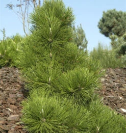 Japanische Schwarz-Kiefer Thunderhead 25-30cm - Pinus Thunbergii