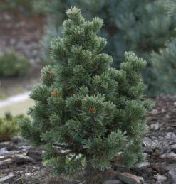 Fuchschwanz Kiefer Sherwood Compact 25-30cm - Pinus Aristata