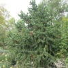 Grannen Kiefer 50-60cm - Pinus Aristata -Gartengrünpflanzen Geschäft Pinus aristata 1 1