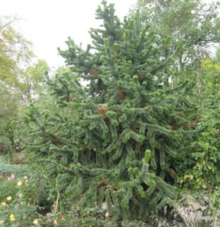 Grannen Kiefer 50-60cm - Pinus Aristata