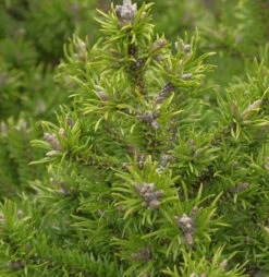 Banks Kiefer Kimmerholz 40-50cm - Pinus Banksiana