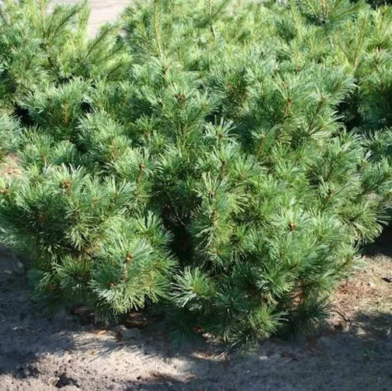 Zwergzirbelkiefer 20-25cm - Pinus Cembra 3 Zwergzirbelkiefer 20-25cm - Pinus Cembra