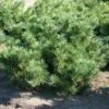 Zwergzirbelkiefer 30-40cm - Pinus Cembra -Gartengrünpflanzen Geschäft Pinus cembra Nana