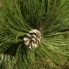 Schlangenhautkiefer Panzerkiefer 40-50cm - Pinus Heldreichii -Gartengrünpflanzen Geschäft Pinus heldreichii leucodermis