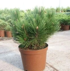 Kompakte Schlangenhautkiefer Dem Ouden 70-80cm - Pinus Leucodermis