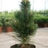 Schlangenhautkiefer Helmers Japan 20-25cm - Pinus Leucodermis -Gartengrünpflanzen Geschäft Pinus leucodermis Helmers Japan 1