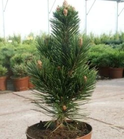 Schlangenhautkiefer Helmers Japan 20-25cm - Pinus Leucodermis