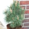 Kegel Bergkiefer Columbo 30-40cm - Pinus Mugo 1 Kegel Bergkiefer Columbo 30-40cm - Pinus Mugo -Gartengrünpflanzen Geschäft Pinus mugo Columbo